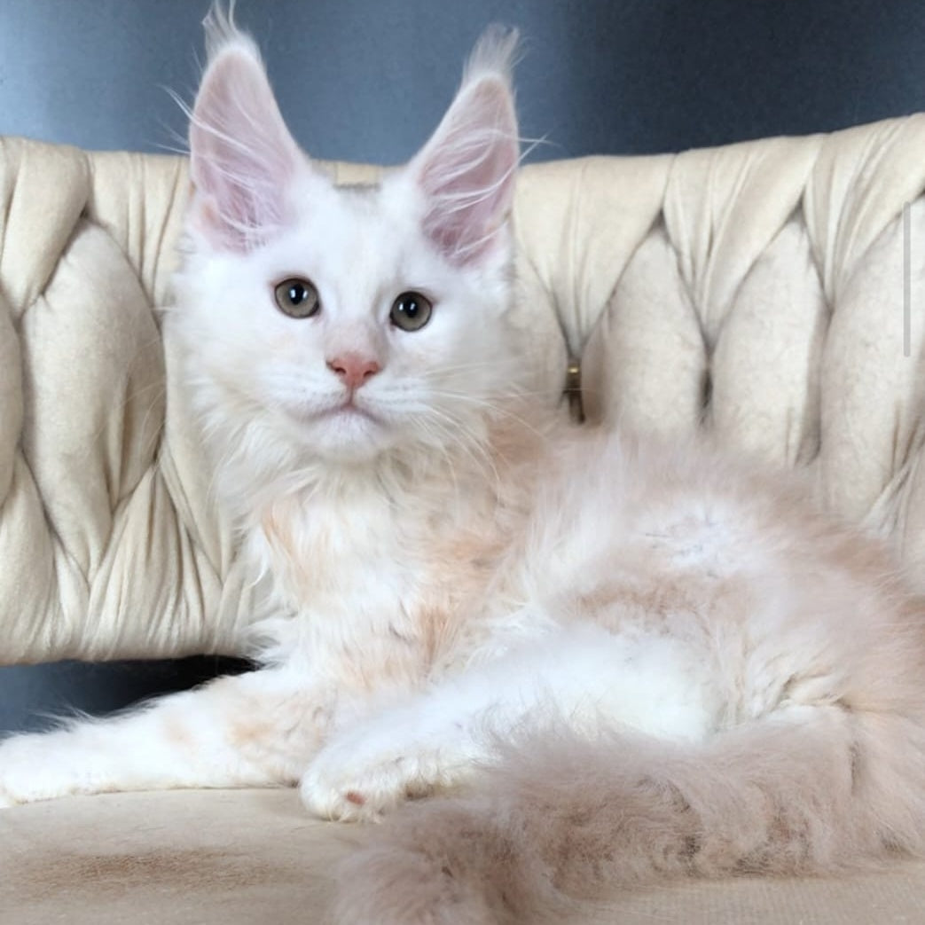 Endi Maine Coon male, red silver