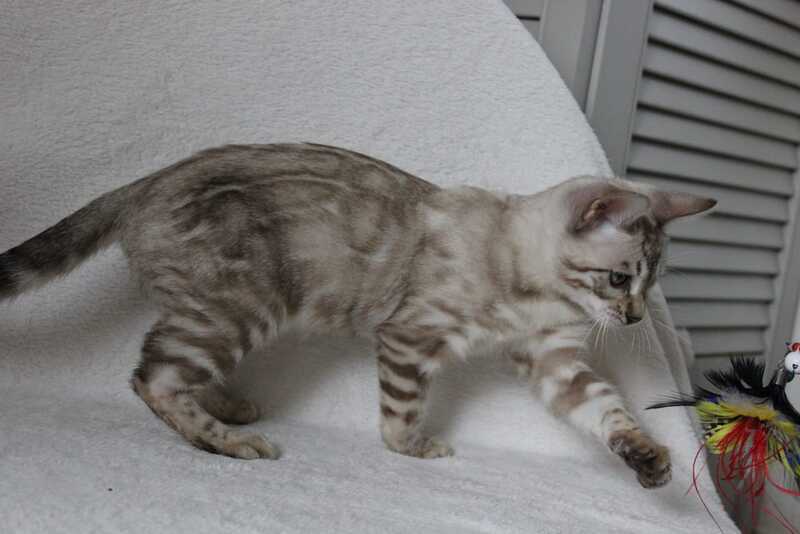 Vakula Bengal female, black spotted tabby pointed