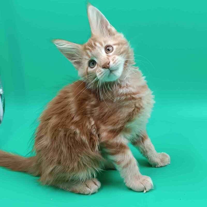 Rich Maine Coon male, red tabby