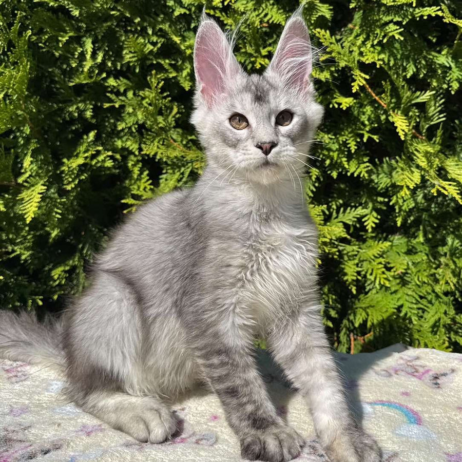 Idris Maine Coon male, black silver ticked tabby
