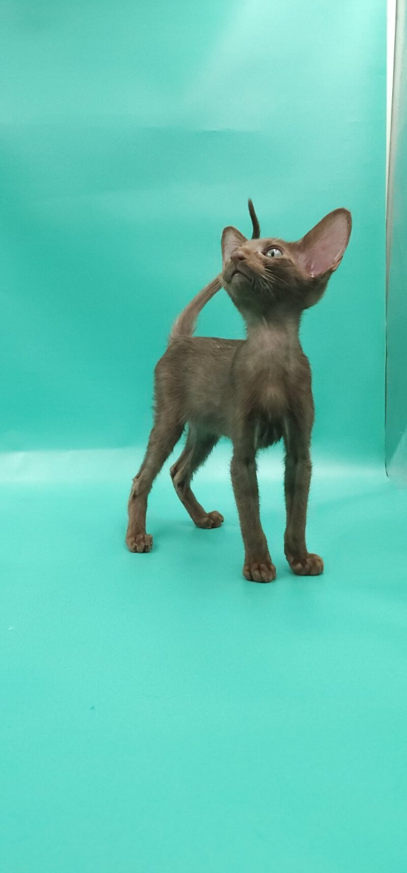 Sansay Oriental Shorthair male, chocolate