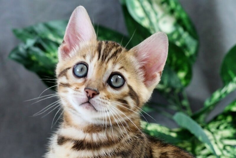 Questa Bengal female, black spotted tabby