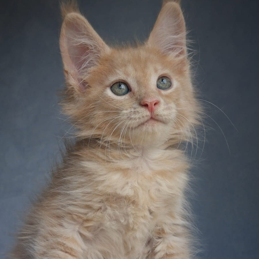 Paul Maine Coon male, cream