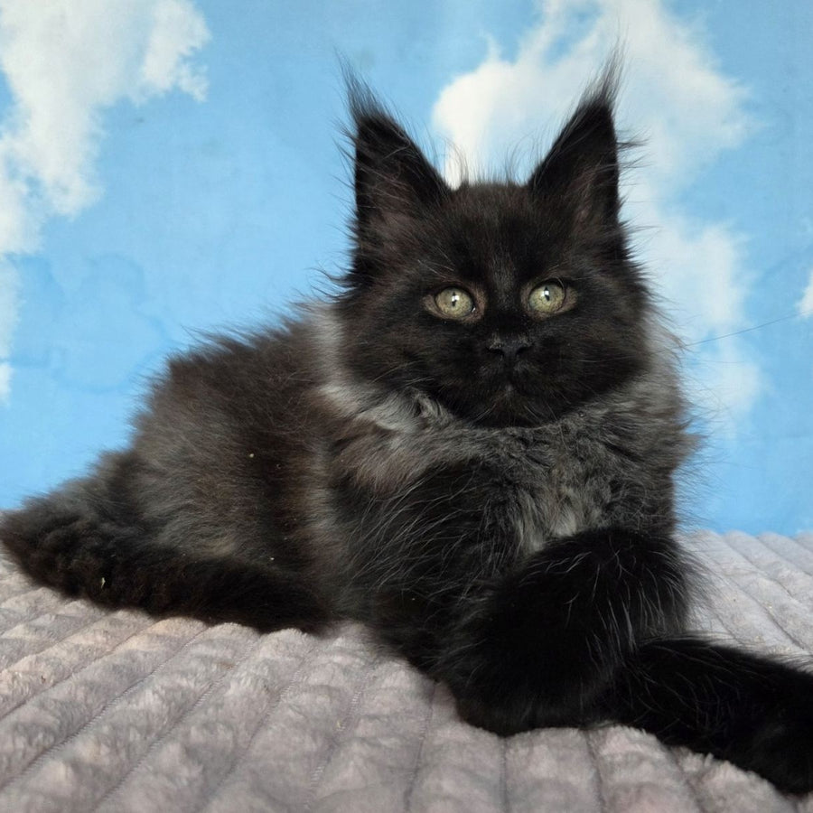 Volk Maine Coon male, black