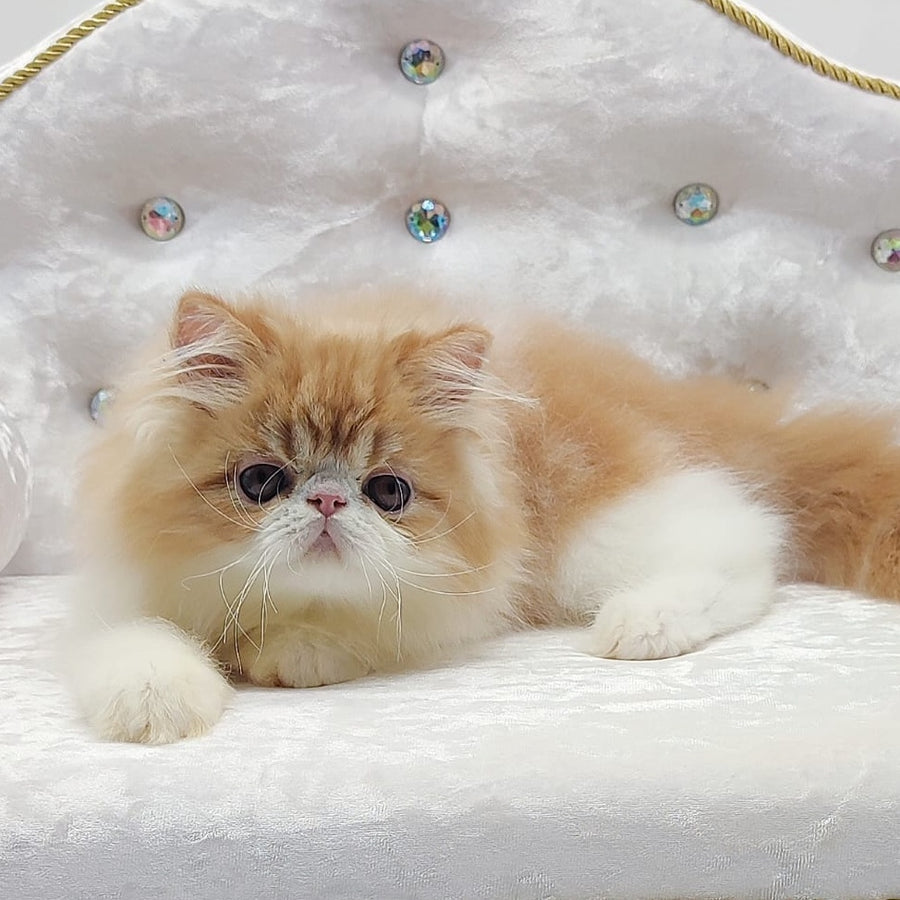 Teddy Persian male, red bicolour