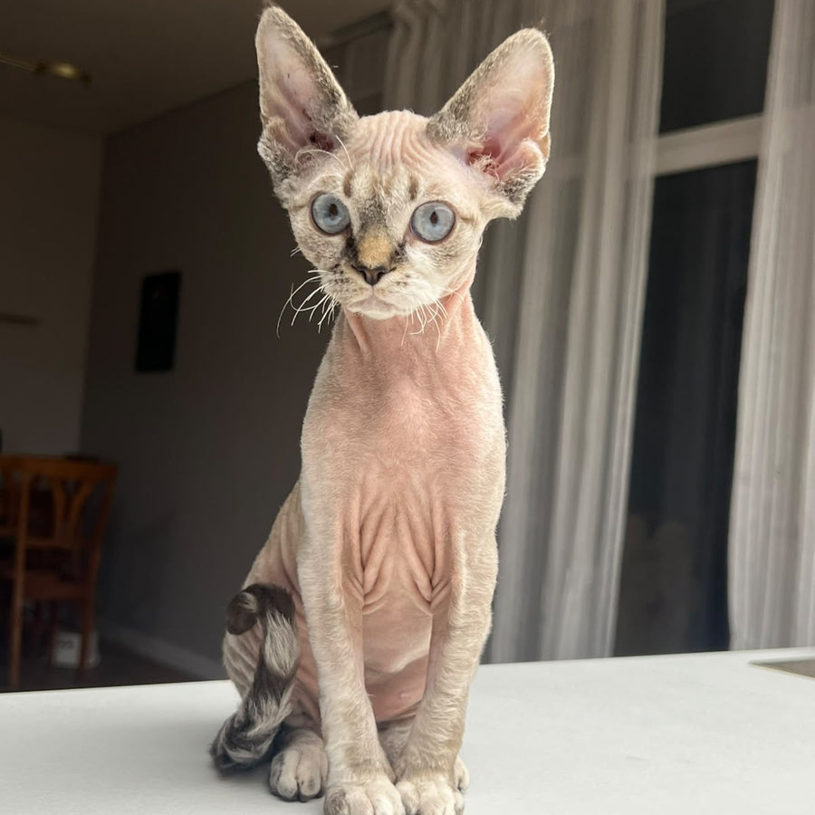 Sugar Devon Rex female, black tortie tabby pointed