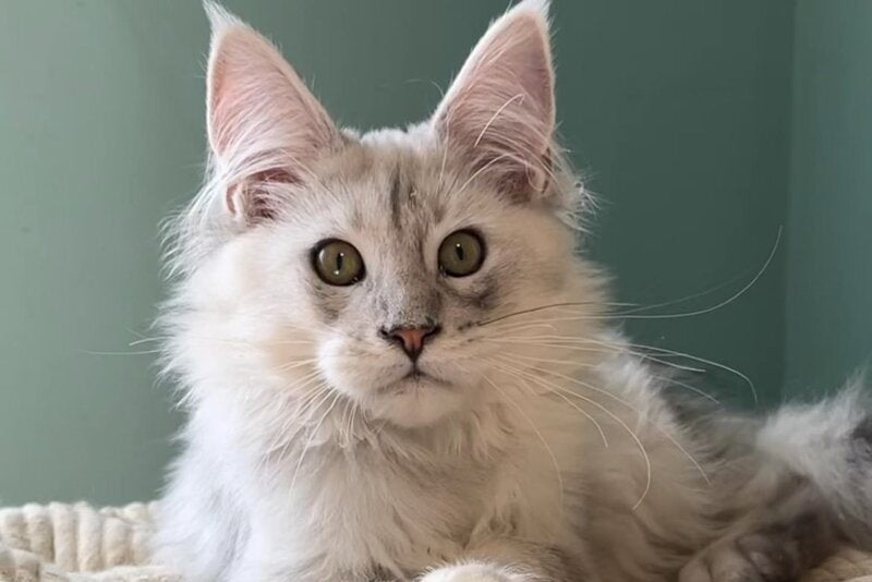 Bravo Maine Coon male, black silver shaded