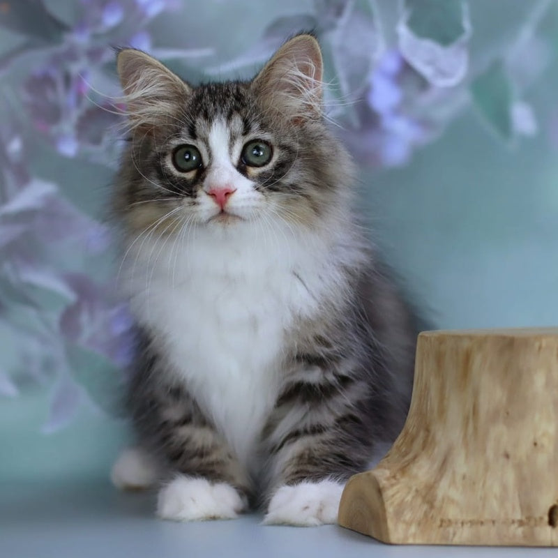 Gelius Siberian male, black with white spotted tabby