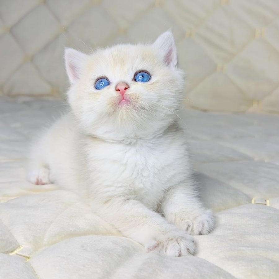 Fistashka British Shorthair female, blue golden shaded