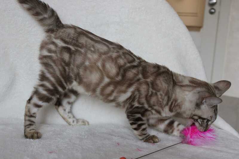 Tamila Bengal female, black spotted tabby pointed