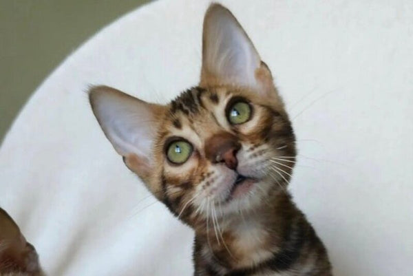 Тango Bengal male black spotted tabby - live animals