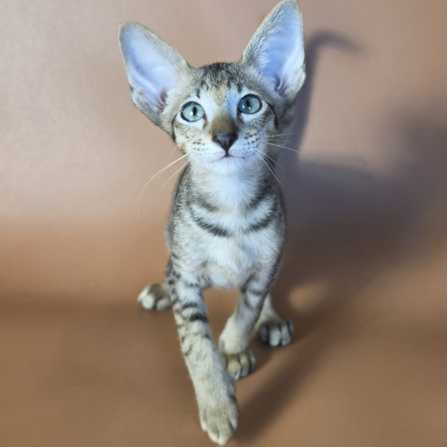 Gideon Oriental Shorthair male, black spotted tabby