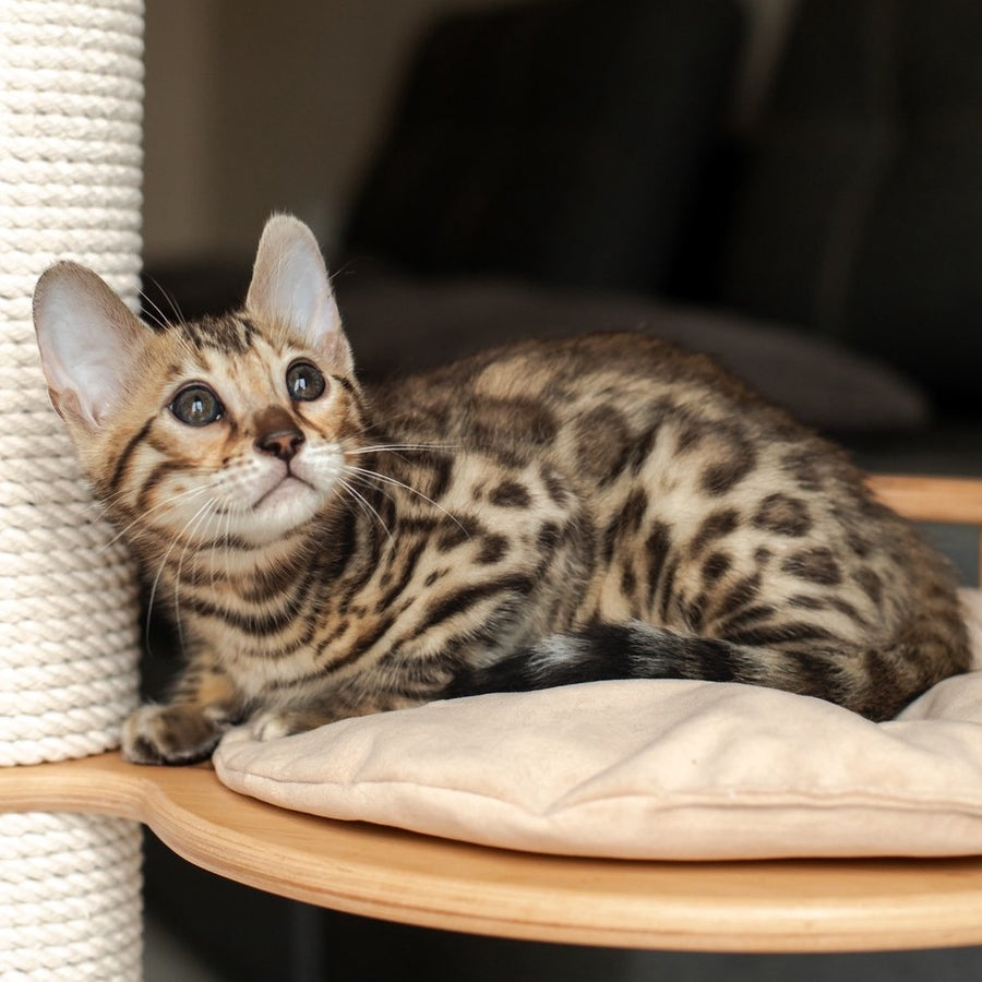 Newton Bengal male, black spotted tabby
