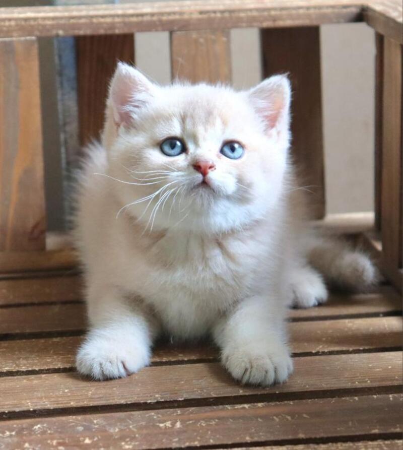 Stianly British Shorthair male, lilac golden shaded