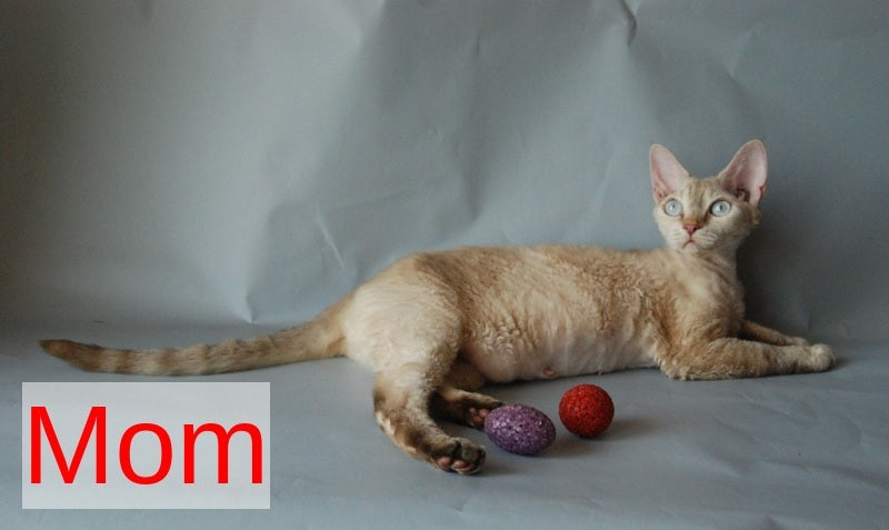 Marik Devon Rex male black tabby pointed - live animals
