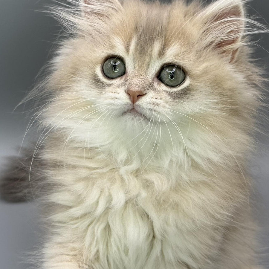 Jardin Scottish Straight female, blue golden shaded