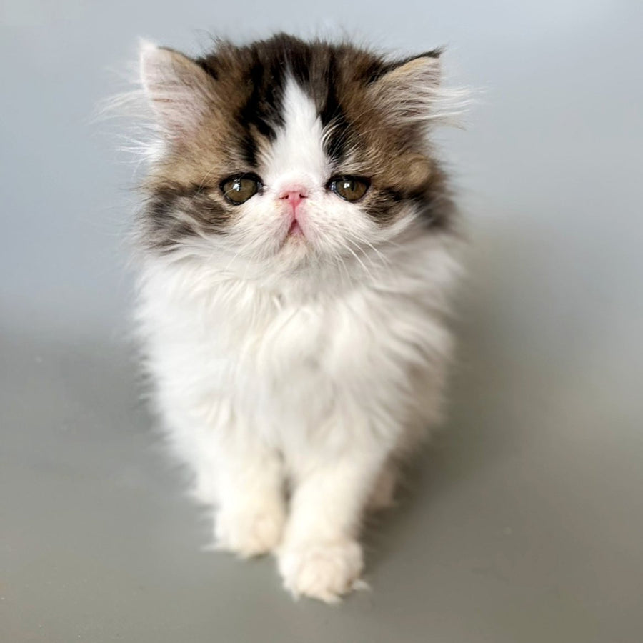 Armani Persian male, black spotted tabby van