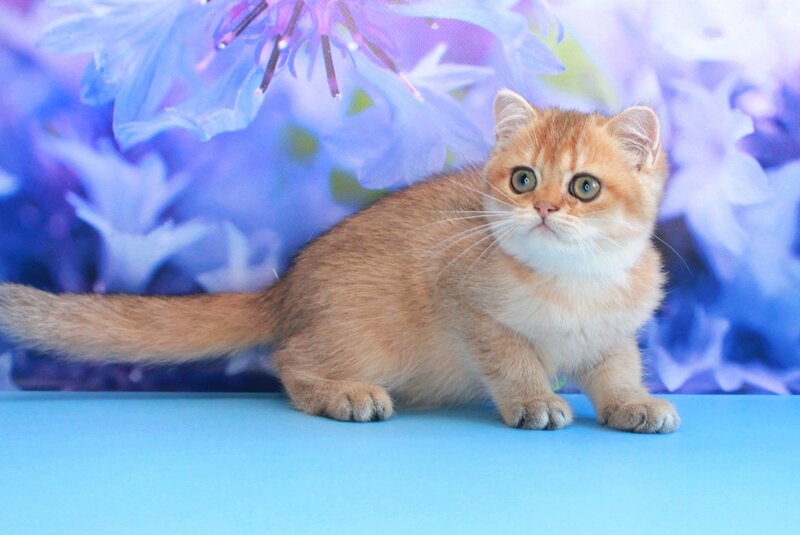 Amina British Shorthair female, black golden shaded