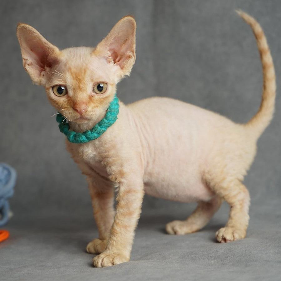Pikachu Devon Rex male, red