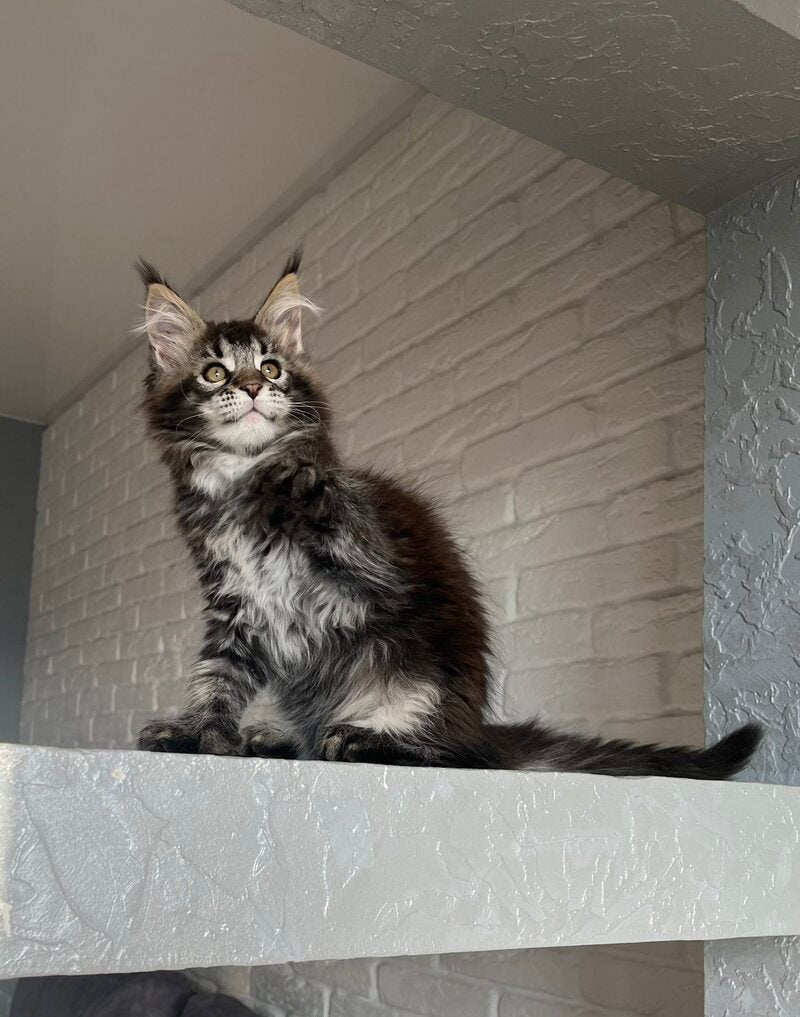 Xena Maine Coon polydactyl female, black ticked tabby