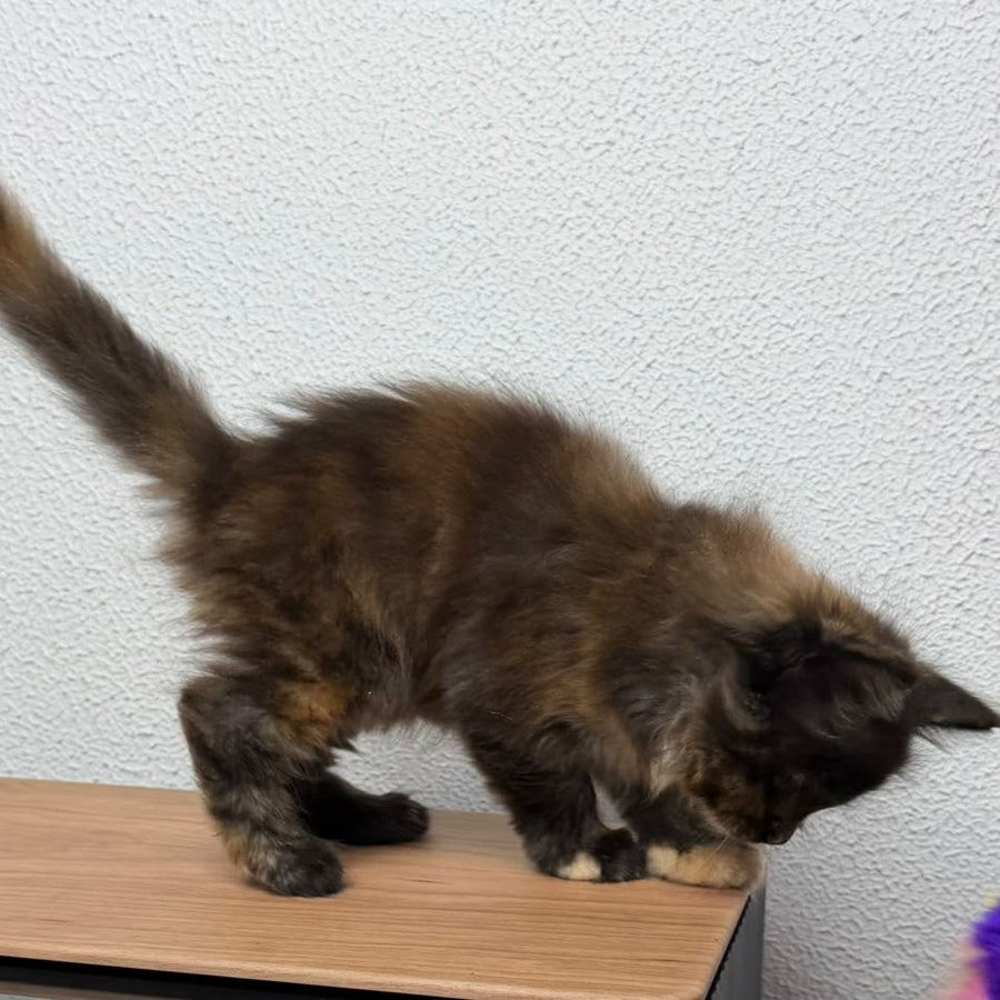 Barcelona Maine Coon female, black tortie