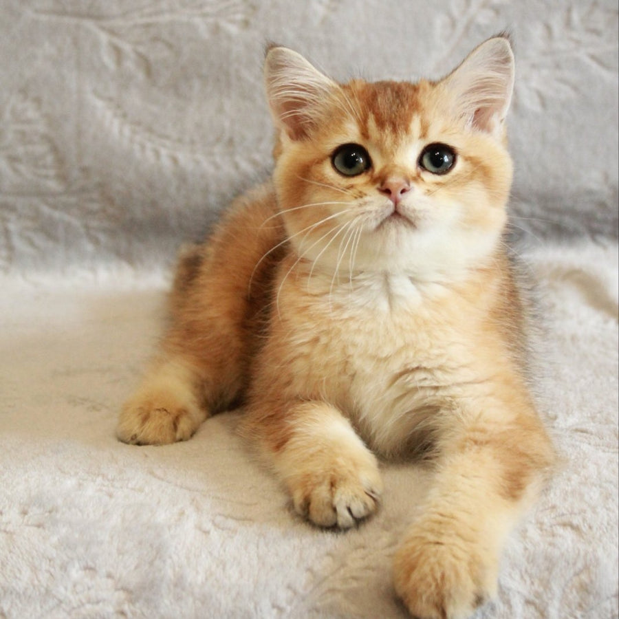 Latte British Shorthair male, black golden shaded