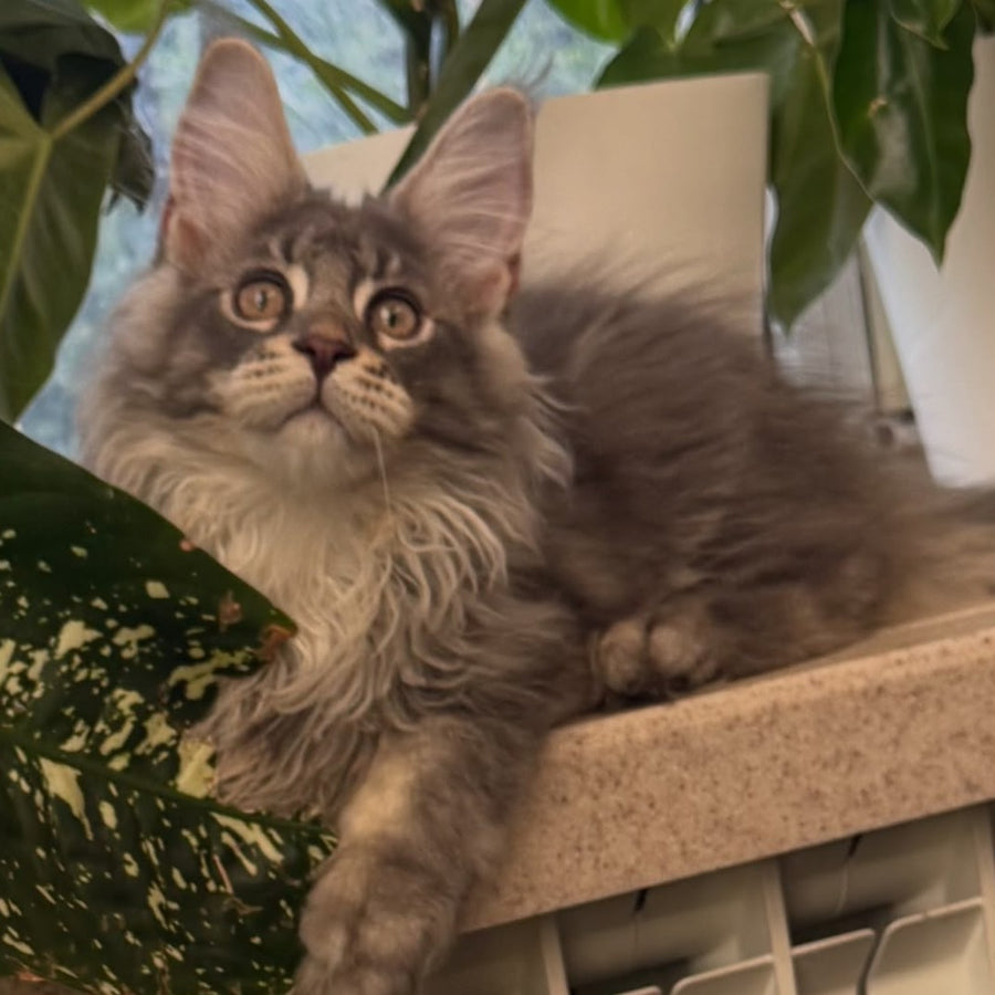 Courvosier Maine Coon male, blue silver ticked tabby