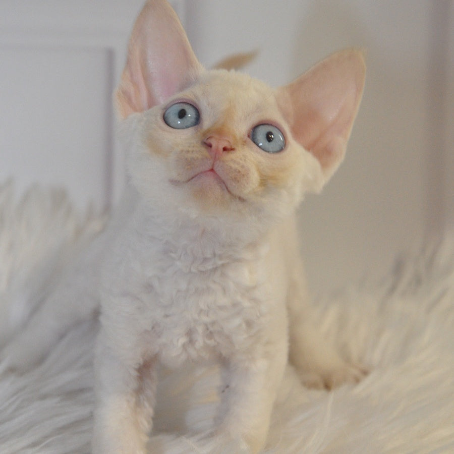 Armaf Devon Rex male, red pointed