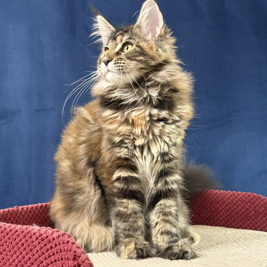 Calina Maine Coon female, black tortie tabby