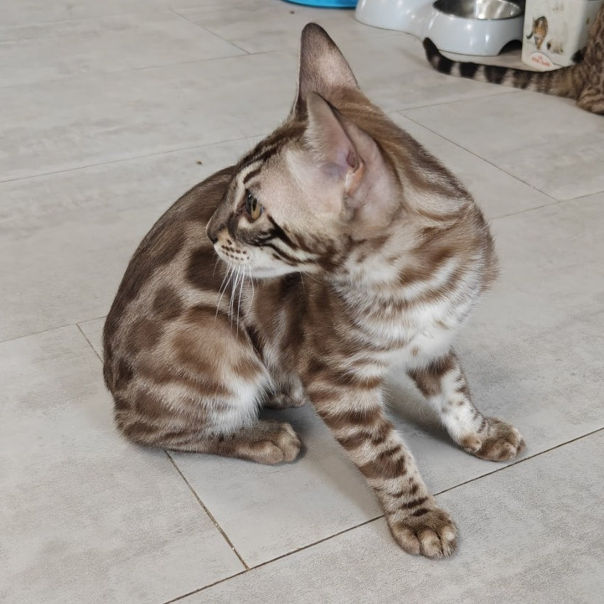 Jason Bengal male, black amber spotted tabby pointed