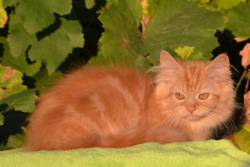 Labubu Maine Coon female, red tabby bicolour