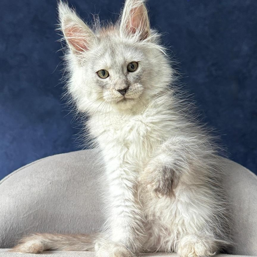 Yeller Maine Coon male, black silver