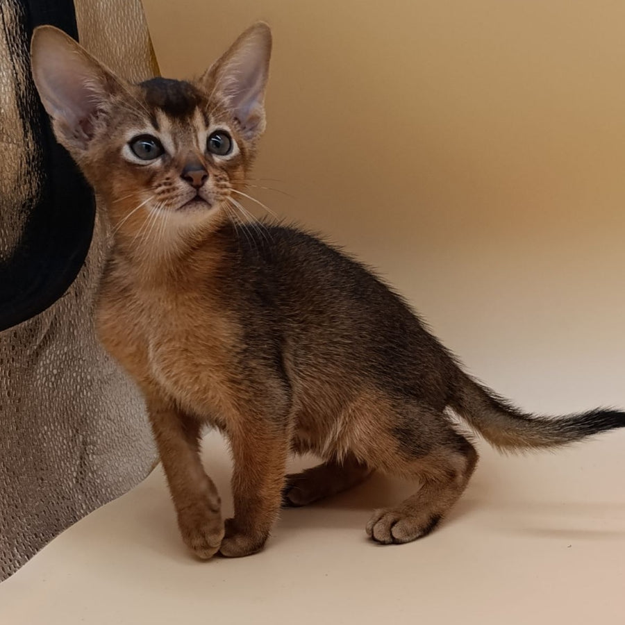 Mikkel Abyssinian male, black