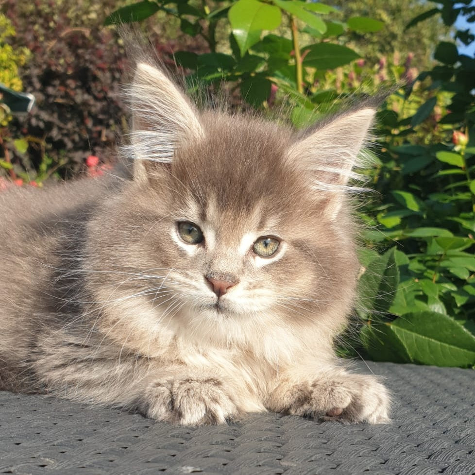 Jeffrey Maine Coon male, blue ticked tabby