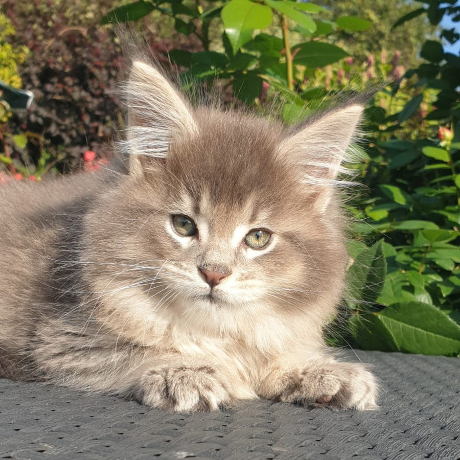Jeffrey Maine Coon male, blue ticked tabby