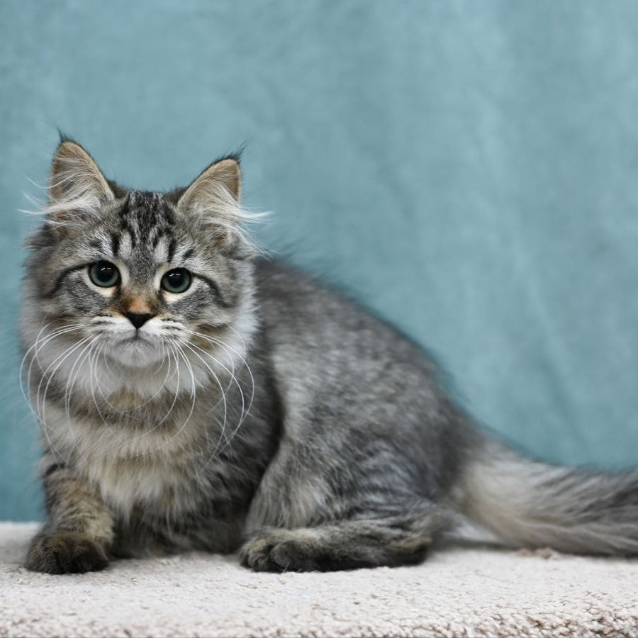 Jersi Siberian female, black spotted tabby