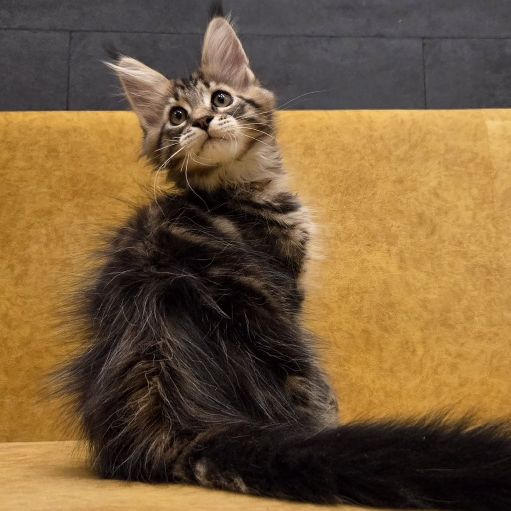 Rostislav Maine Coon polydactyl 6x6x6x6 male, black tabby