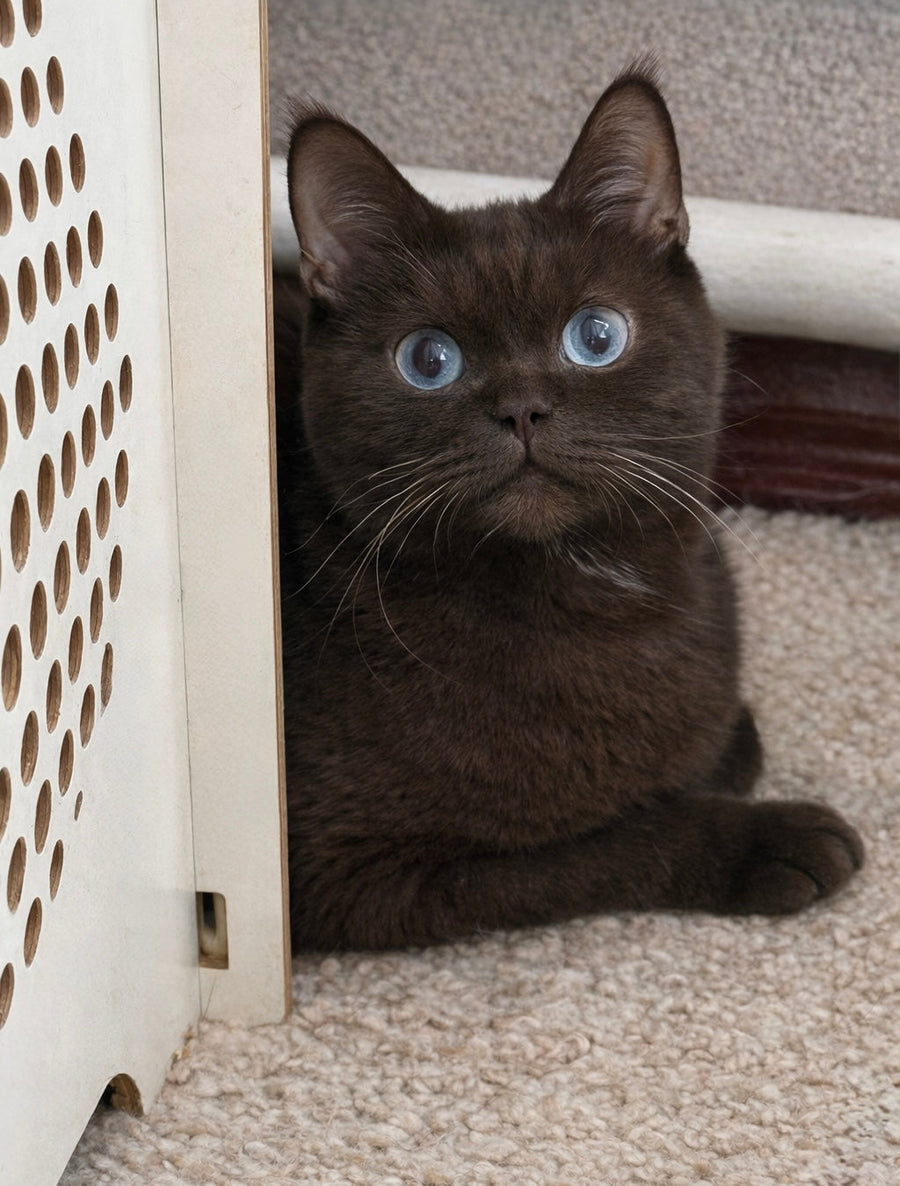 James British Shorthair male chocolate - live animals