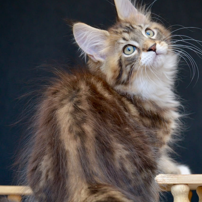 Zeus Maine Coon male, black with white tabby