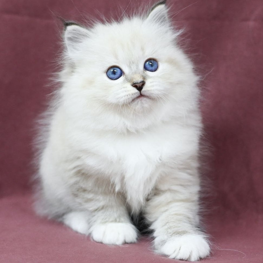 Magnat Siberian male, black tabby pointed with white