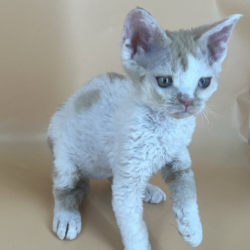 Alex Devon Rex male, red harlequin
