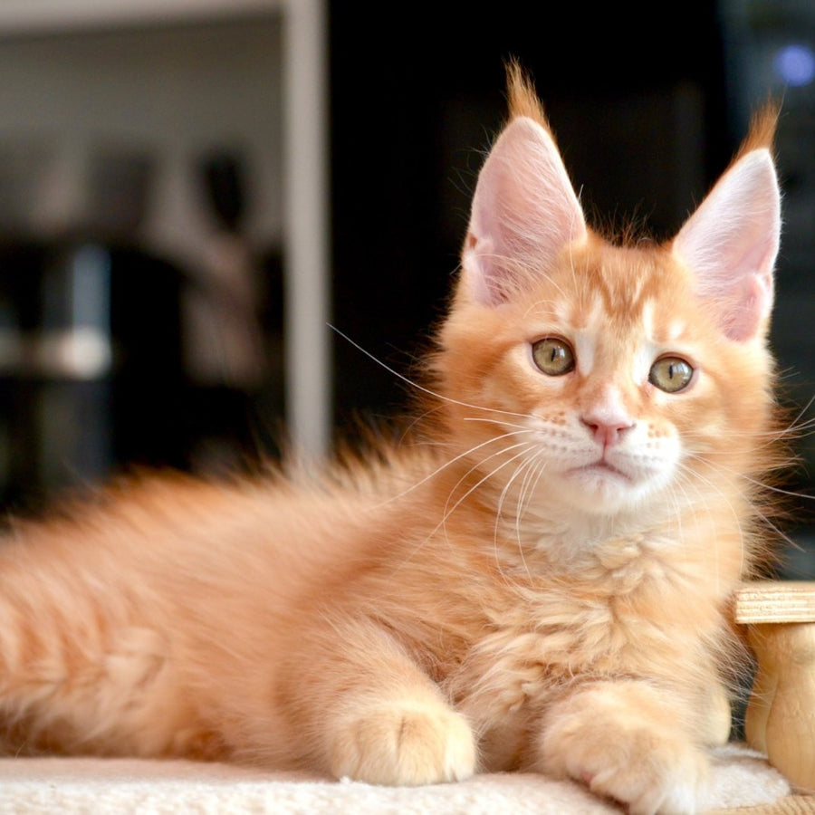 Ylariel Maine Coon male, red ticked tabby