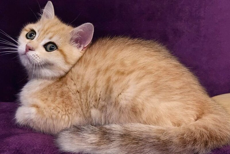 Kevin British Shorthair male, black golden spotted tabby