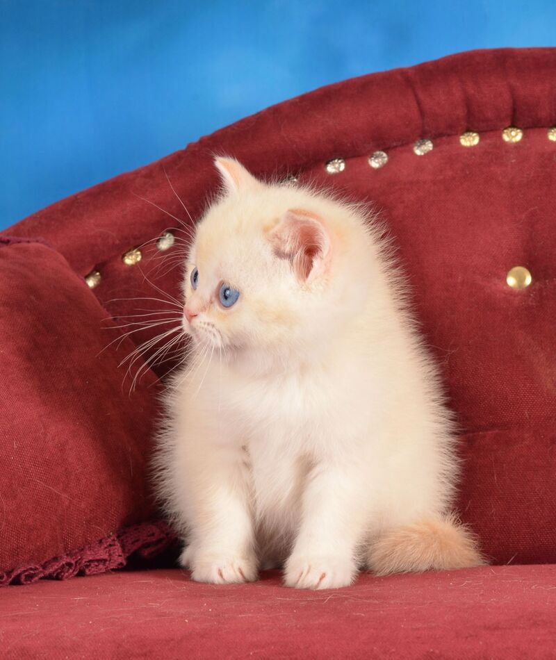 Ekler Scottish Straight male red golden shaded pointed live animals