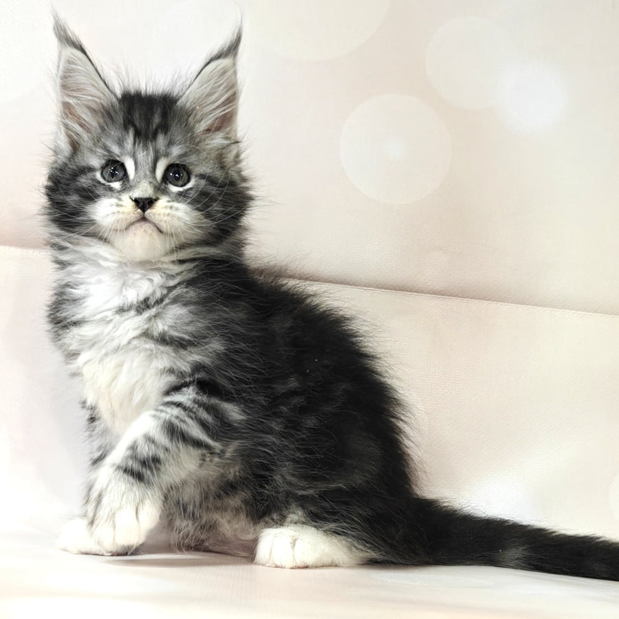 Monika Maine Coon female, black silver tabby with white
