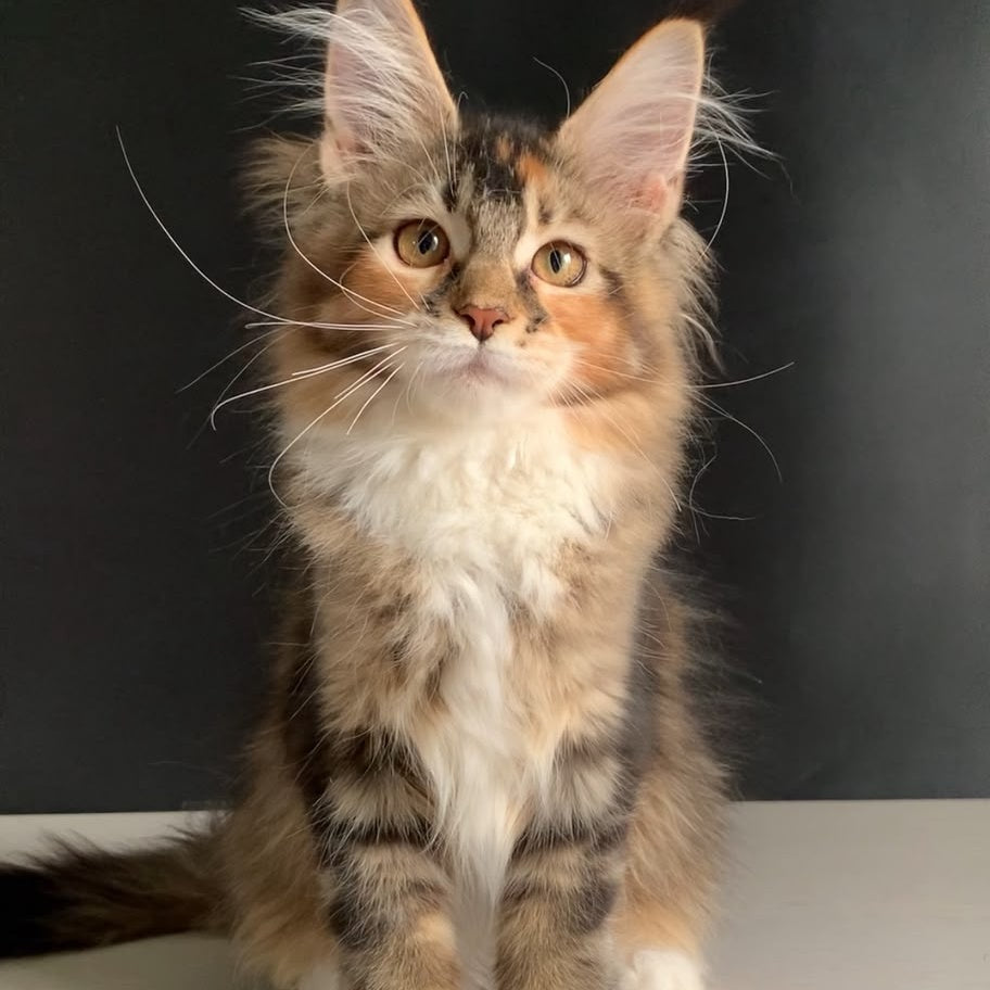 Olivia Maine Coon polydactyl 7x7x6x6 female, black tortie ticked tabby bicolour