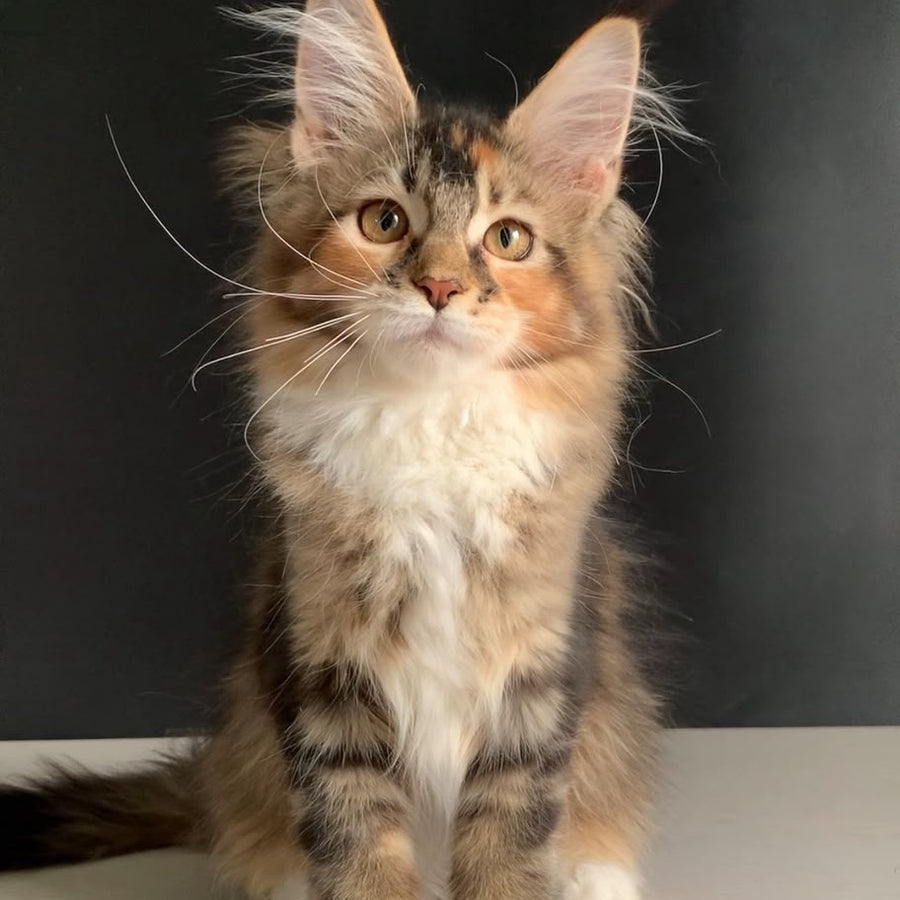 Olivia Maine Coon polydactyl 7x7x6x6 female, black tortie ticked tabby bicolour