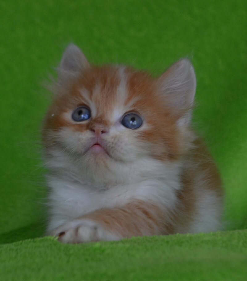 Narciss Munchkin male red bicolour tabby - live animals