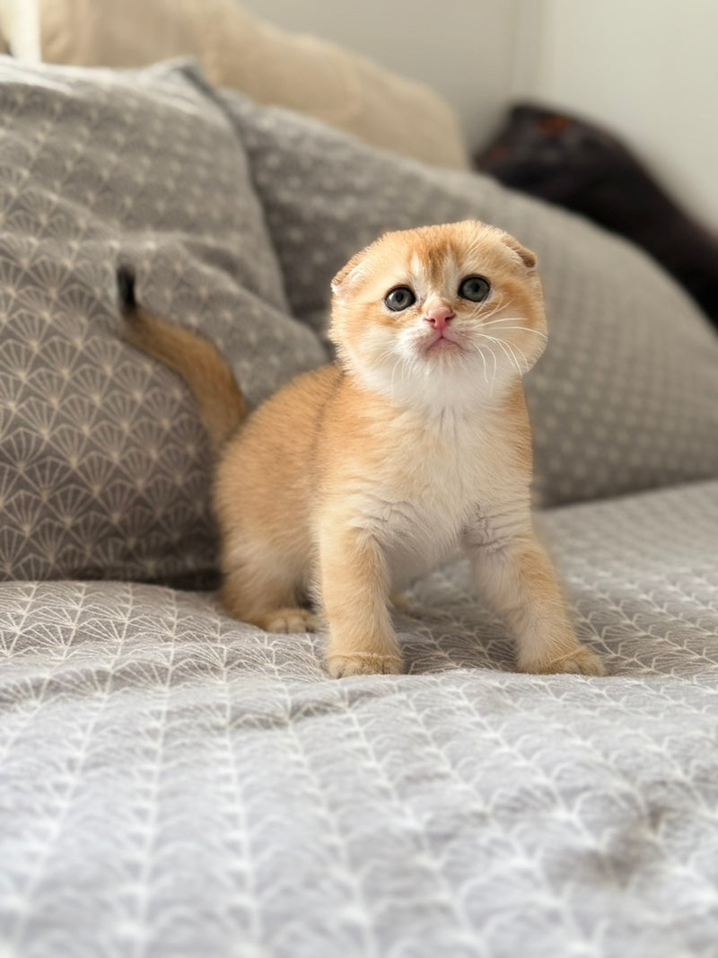 Senya Scottish Fold male, black golden shaded