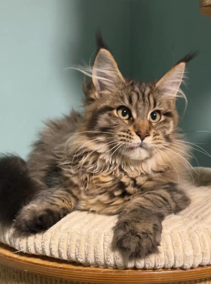 Yolanda Maine Coon female, black spotted tabby